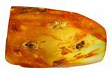 Detailed Fossil Ant (Formicidae) & Flies (Diptera) in Baltic Amber #145391-5